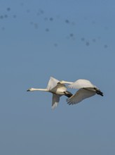 Tundra Swan, Bewick's Swan, Cygnus columbianus in flight at winter in Slimbridge, England, United