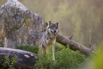 A eurasian gray wolf (Canis lupus lupus) stands on a log in front of a rock, observing the area. A