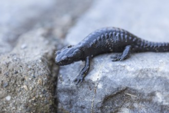 Salamandra atra, alpine salamander, sitting on rock, 2400 meters sea level, Grossglockner High