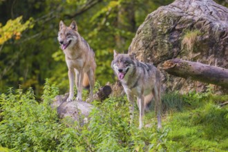 Two eurasian gray wolves (Canis lupus lupus) stand on a log in front of a rock, observing the area.