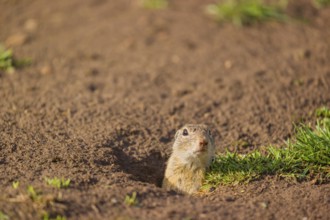 An adult European ground squirrel (Spermophilus citellus) or European souslik leaves his burrow