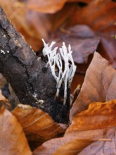 Candle-snuff Fungus (Xylaria hypoxylon), growing on dead wood on woodland floor, in autumn, Hesse,