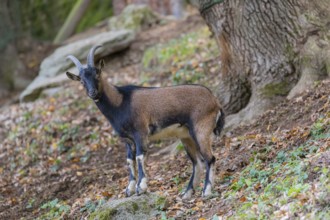 One young male bezoar ibex (Capra aegagrus aegagrus) stands at a forest edge on hilly ground