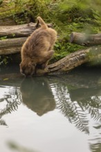 One female Gelada (Theropithecus gelada), or bleeding-heart monkey drinks from a small pond