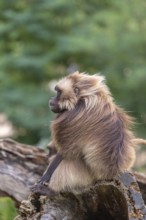 Portrait of an adult male Gelada (Theropithecus gelada), or bleeding-heart monkey, resting on a log