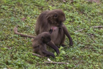 One female Gelada (Theropithecus gelada), or bleeding-heart monkey with her baby grazing on a green