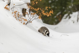 One young European badger (Meles meles) walking through a ravine in deep snow