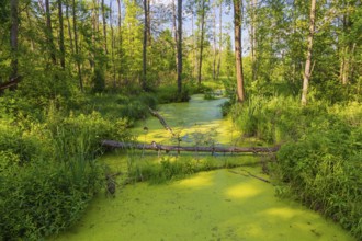 Forest creek in the Bialowieza National Park in Podlaskie Voivodeship, eastern Poland. Adjacent to