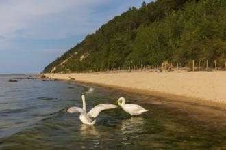 Two mute swans (Cygnus Olof)at a beach of the baltic sea. Beach at sunset, close to Miedzyzdroje