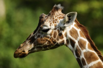 Side view of a giraffe with distinctive fur pattern in the green background, reticulated giraffe