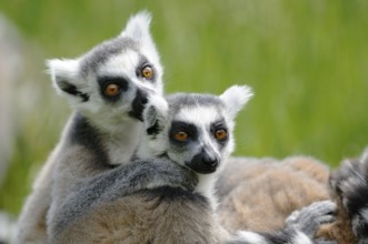 Two lemurs hugging, lying relaxed on a green meadow, Catta (Lemur catta), Augsburg Zoo