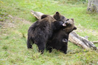 Two young brown bears playfully wrestling in a meadow, Eurasian brown bear (Ursus arctos arctos),