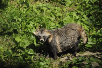 Raccoon dog standing attentively in the green grass, surrounded by light and shadow, raccoon dog