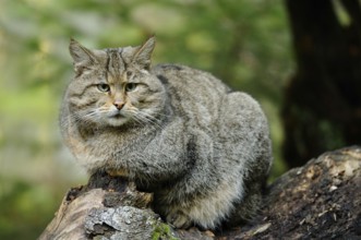 Wildcat sitting vigilantly on a tree trunk, surrounded by forest, Wildcat (Felis silvestris),