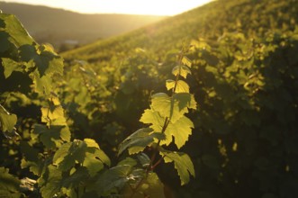 Sunset over a vineyard, the light plays on the green leaves, Bavaria