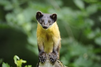 A marten stands on a tree trunk and looks into the camera with attentive eyes, coloured marten,