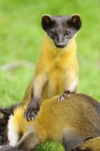 One marten standing on another while looking directly into the camera, coloured marten, Charsas