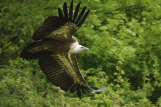 A vulture flies with outstretched wings over a green landscape, griffon vulture (Gyps fulvus),