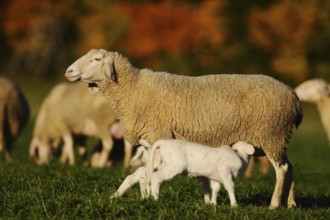 Sheep with suckling lamb on a meadow surrounded by autumn leaves, domestic sheep (Ovis orientalis