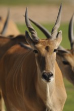 Close-up of an antelope with long horns on a safari in a natural environment, eland (Taurotragus