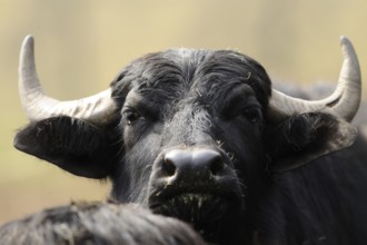 Close-up of a black buffalo with horns and dark fur, water buffalo (Bubalus arnee), Bavaria