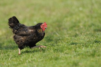 Black hen running over green grass, domestic fowl (Gallus gallus domesticus), Franconia