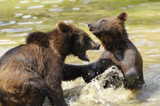 Dynamic play of two young bears in the water, Eurasian brown bear (Ursus arctos arctos), Bavarian