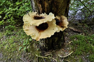 Dryad's saddle or dryad's saddle (Cerioporus squamosus, syn. Polyporus squamosus), on dead wood,