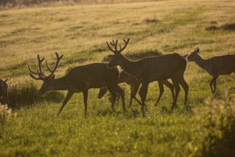 Two male Altai maral, Altai wapiti or Altai elk (Cervus canadensis sibiricus) roaming over a meadow