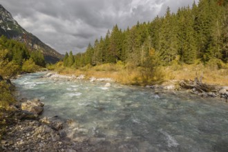 Fall foliage at the Riss creek flowing through the Eng valley, Tyrol, Austria, Europe