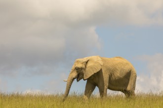 An adult female African elephant (Loxodonta africana) stands on a meadow with tall grass, eating it