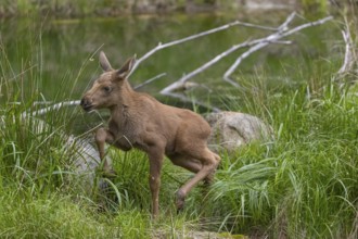 Two baby moose or elk, Alces alces, (19 days old, born May 8, 2020) standing on a meadow with fresh