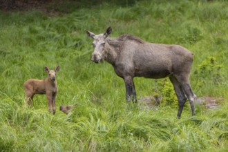 One adult female moose or elk, Alces alces, with two baby moose (19 days old, born May 8, 2020)