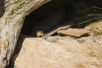 One Vipera berus, the common European adder or common European viper, creeps over moss and rocks