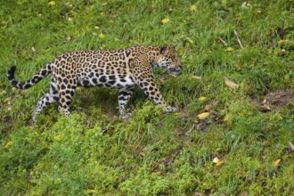 A female jaguar (Panthera onca) runs across a green meadow