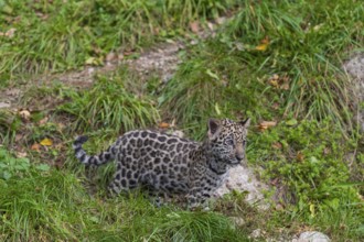 One male jaguar baby (Panthera onca), 10 weeks old, walking over a hilly meadow with some