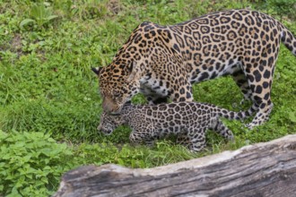 One male jaguar baby (Panthera onca), 10 weeks old, playing with his mother