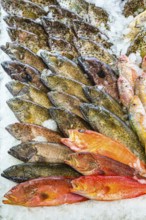 Red Sea Fish, Fish Market in Hurghada, Egypt, Africa