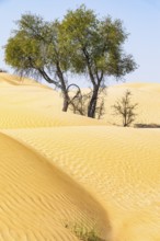 Trees in the sand dunes, Rub al Khali desert, Dhofar province, Arabian Peninsula, Sultanate of Oman