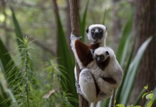 Coquerell Sifaka with juvenile (Propithecus coquerelli) in the forests of Ankarafantsika National