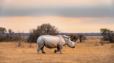 Southern white rhinoceros (Ceratotherium simum simum), rhino at sunset, Khama Rhino Sanctuary,