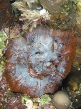 Close-up of a red-grey structured large polyp stony coral (Blue Chalice) on the seabed, dive site