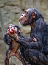 Animal portrait, Western chimpanzee (Pan troglodytes verus) playing with young, captive,