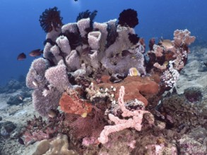 Colourful coral reef with spiny tube sponge (Callyspongia (Cladochalina) aerizusa), feather stars