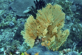 Vivid fan-shaped Yellow gorgonian (Echinogorgia) in turquoise water, dive site SD, Nusa Ceningan,