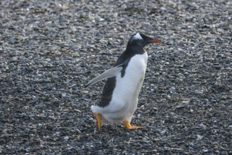 Ushuaia, Tierra del Fuego, Argentina, Gentoo penguins on Isla Martillo in the Beagle Channel, South