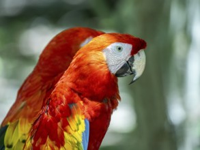 Scarlet macaw (Ara macao), Aviario Nacional de Colombia, Via Baru, Province of Cartagena, Bolivar,