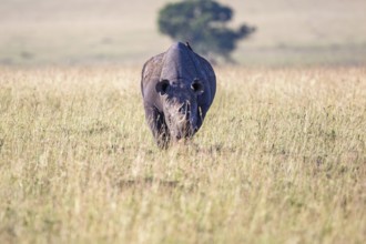 Black rhinoceros (Diceros bicornis) walking on the grass savanna in east africa, Maasai Mara