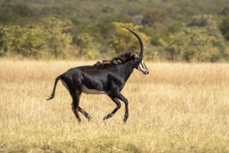 Sable Antelope (Hippotragus niger) running in the African savanna. Side view of the wild animal