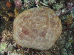 Large cushion starfish (Culcita novaeguineae) with detailed pattern on seabed, dive site Close